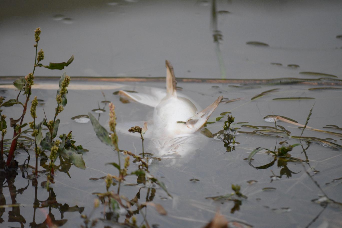 Dicle Nehri'nde zehirli yem ile balık avı iddiası Dicle Nehri'nde zehirli yem ile balık avı iddiası